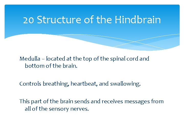 20 Structure of the Hindbrain Medulla – located at the top of the spinal