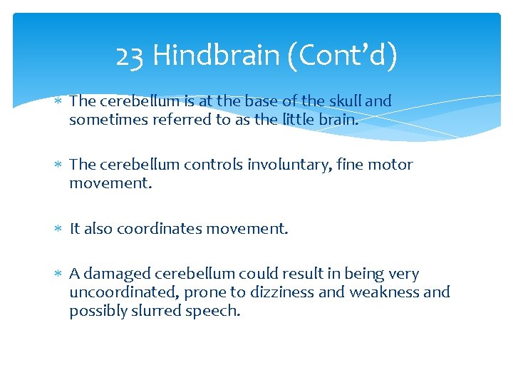 23 Hindbrain (Cont’d) The cerebellum is at the base of the skull and sometimes