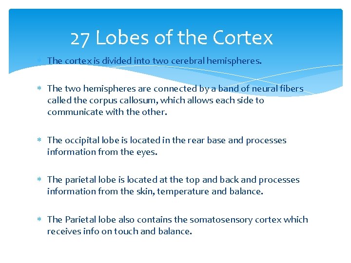 27 Lobes of the Cortex The cortex is divided into two cerebral hemispheres. The