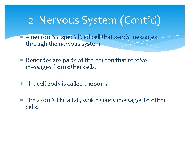 2 Nervous System (Cont’d) A neuron is a specialized cell that sends messages through