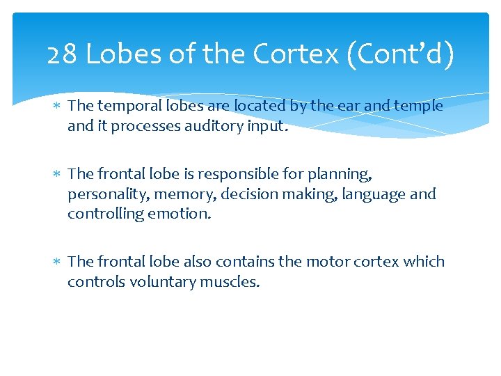 28 Lobes of the Cortex (Cont’d) The temporal lobes are located by the ear