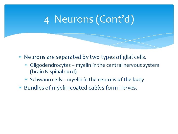 4 Neurons (Cont’d) Neurons are separated by two types of glial cells. Oligodendrocytes –