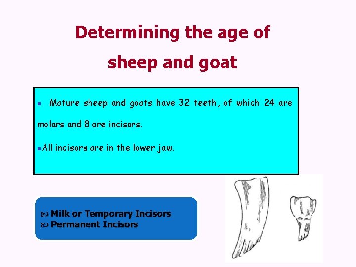 Determining the age of sheep and goat n Mature sheep and goats have 32