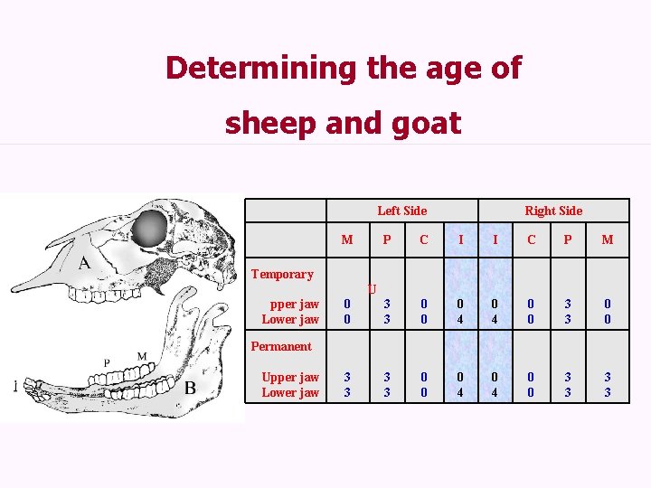 Determining the age of sheep and goat Left Side M Right Side P C