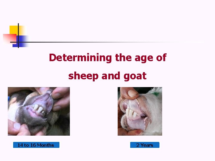 Determining the age of sheep and goat 14 to 16 Months 2 Years 