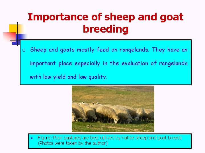 Importance of sheep and goat breeding q Sheep and goats mostly feed on rangelands.