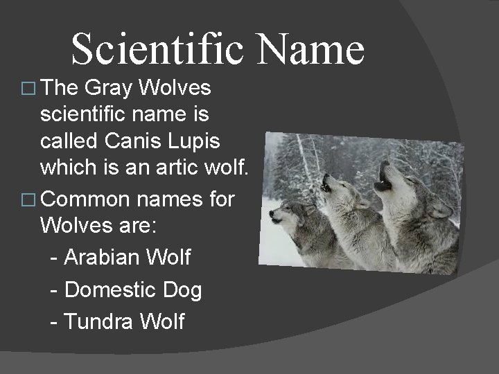 Scientific Name � The Gray Wolves scientific name is called Canis Lupis which is