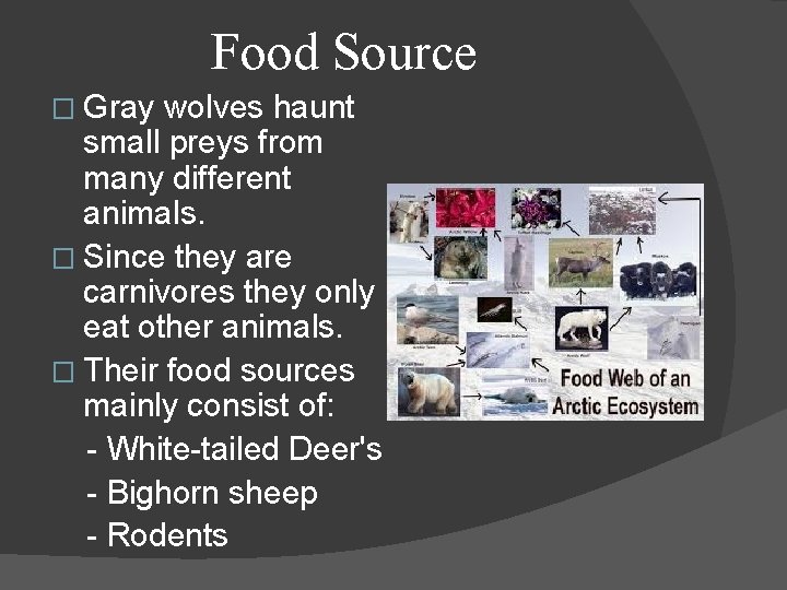 Food Source � Gray wolves haunt small preys from many different animals. � Since