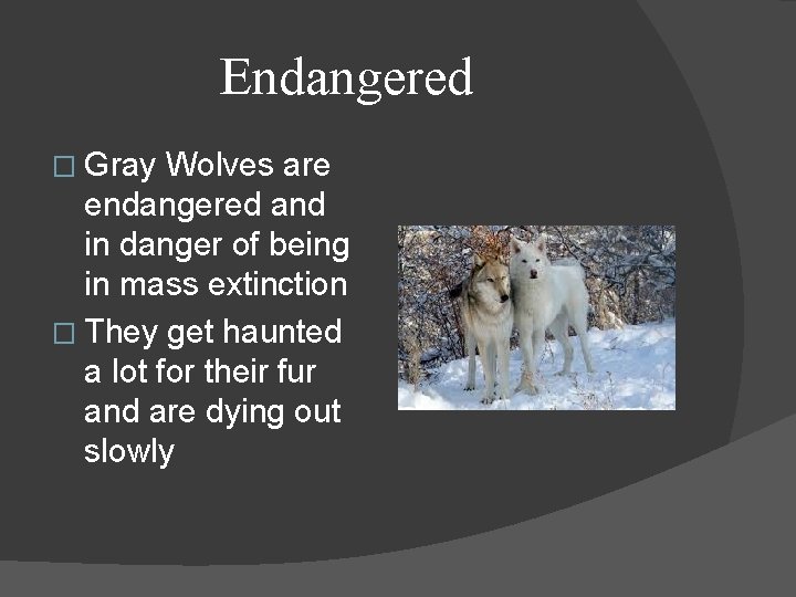 Endangered � Gray Wolves are endangered and in danger of being in mass extinction