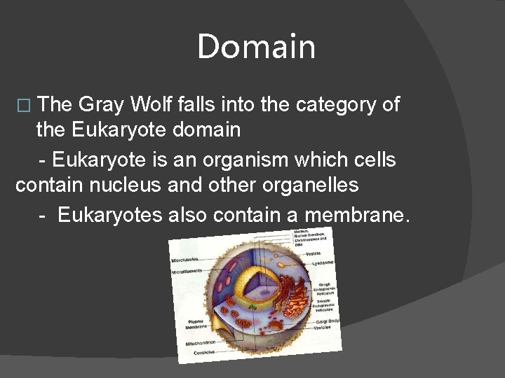 Domain � The Gray Wolf falls into the category of the Eukaryote domain -