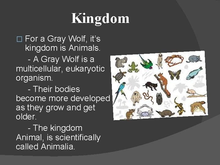 Kingdom For a Gray Wolf, it’s kingdom is Animals. - A Gray Wolf is