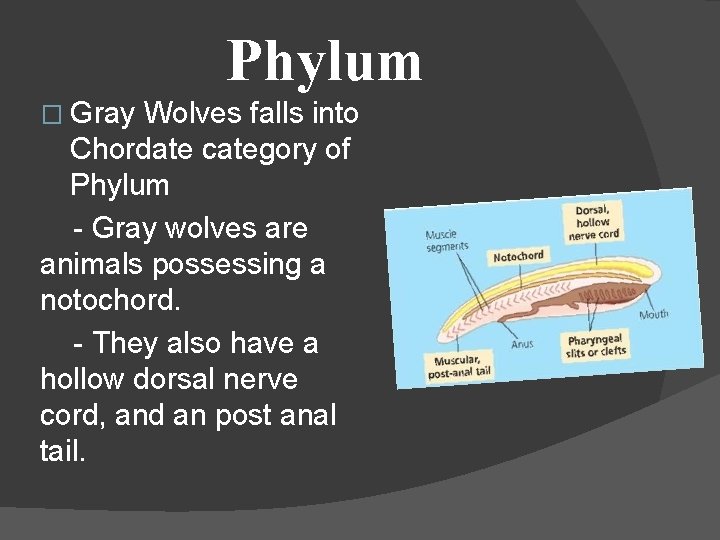 Phylum � Gray Wolves falls into Chordate category of Phylum - Gray wolves are