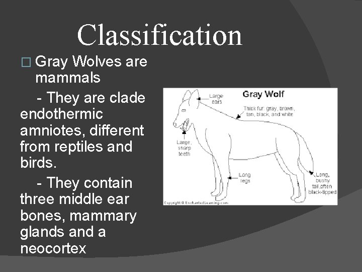 GRAY WOLVES By Odley Bonhomme Domain The Gray