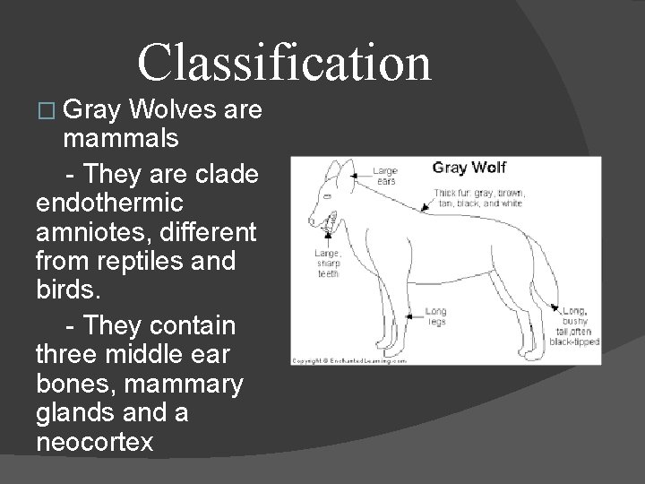 Classification � Gray Wolves are mammals - They are clade endothermic amniotes, different from