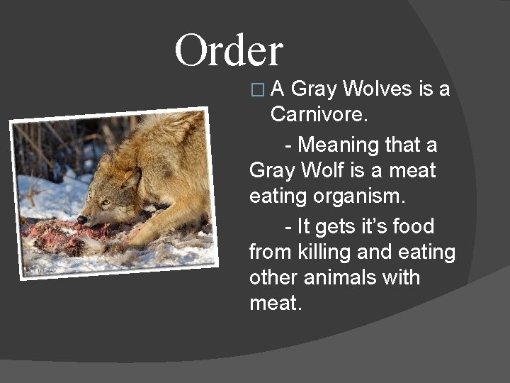 Order �A Gray Wolves is a Carnivore. - Meaning that a Gray Wolf is