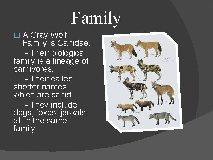 Family A Gray Wolf Family is Canidae. - Their biological family is a lineage