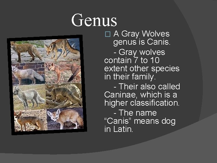 Genus A Gray Wolves genus is Canis. - Gray wolves contain 7 to 10
