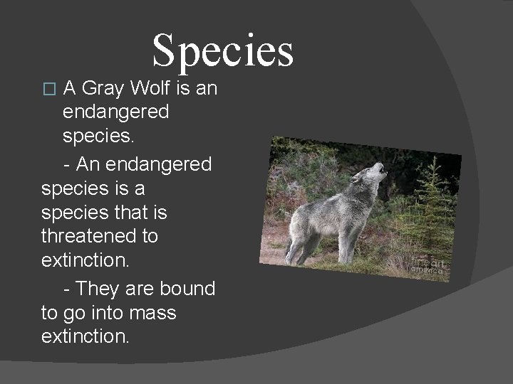 Species A Gray Wolf is an endangered species. - An endangered species is a