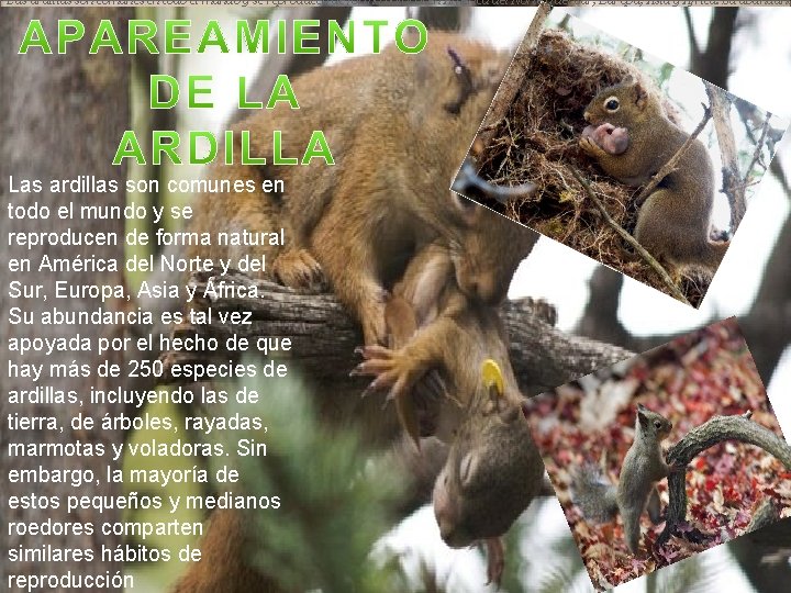 Las ardillas son comunes en todo el mundo y se reproducen de forma natural