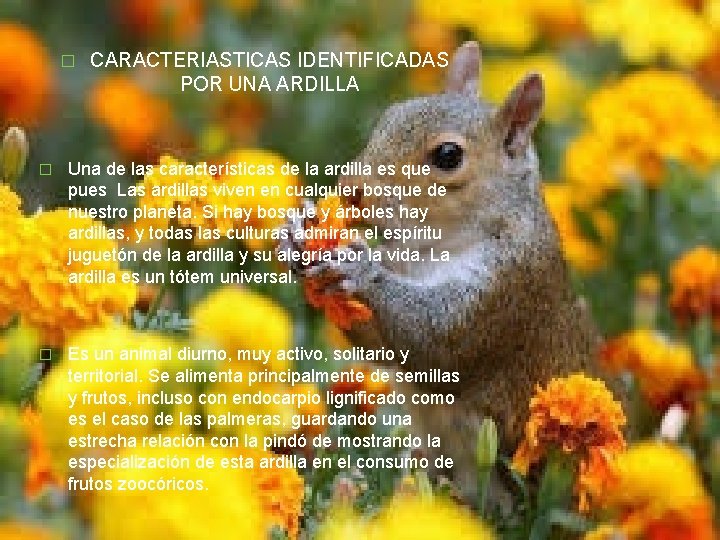 � CARACTERIASTICAS IDENTIFICADAS POR UNA ARDILLA � Una de las características de la ardilla