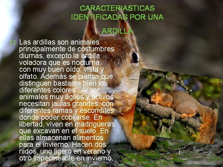 CARACTERIASTICAS IDENTIFICADAS POR UNA ARDILLA � Las ardillas son animales principalmente de costumbres diurnas,