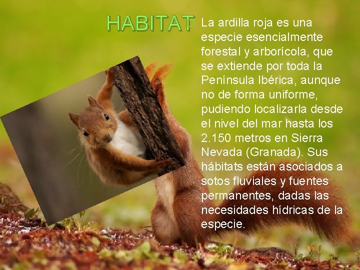 HABITAT� La ardilla roja es una especie esencialmente forestal y arborícola, que se extiende