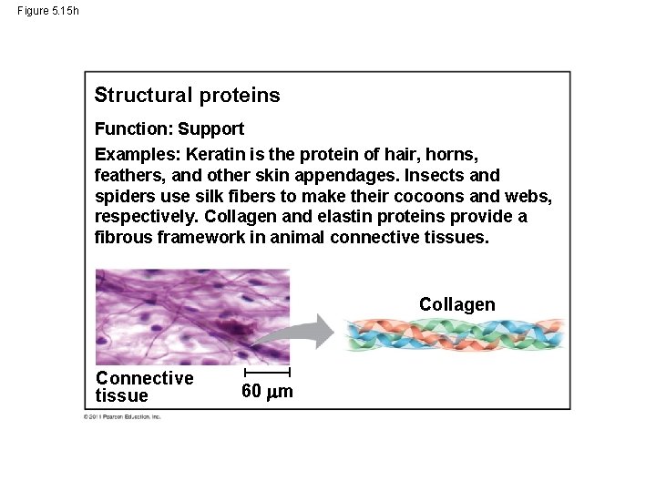 Figure 5. 15 h Structural proteins Function: Support Examples: Keratin is the protein of