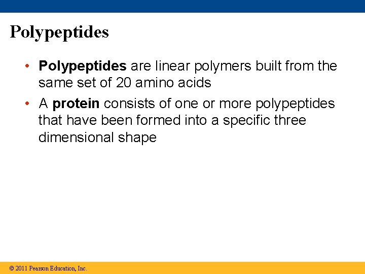 Polypeptides • Polypeptides are linear polymers built from the same set of 20 amino