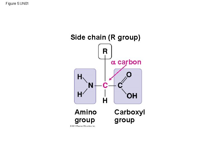 Figure 5. UN 01 Side chain (R group) carbon Amino group Carboxyl group 