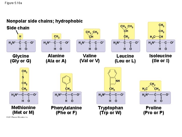 Figure 5. 16 a Nonpolar side chains; hydrophobic Side chain Glycine (Gly or G)