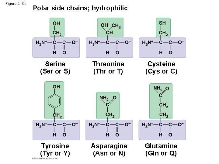 Figure 5. 16 b Polar side chains; hydrophilic Serine (Ser or S) Threonine (Thr