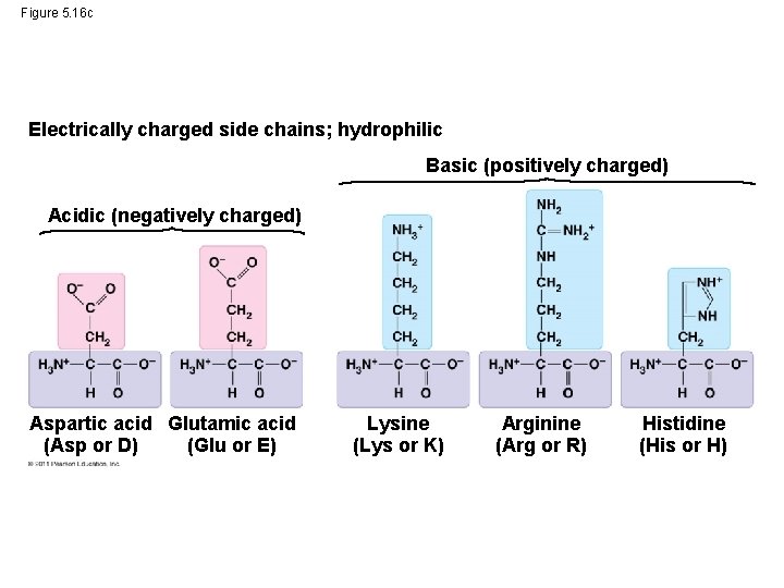 Figure 5. 16 c Electrically charged side chains; hydrophilic Basic (positively charged) Acidic (negatively