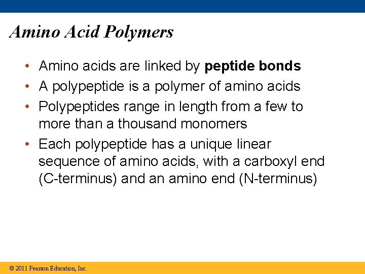 Amino Acid Polymers • Amino acids are linked by peptide bonds • A polypeptide
