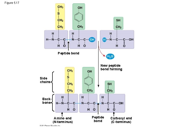 Figure 5. 17 Peptide bond New peptide bond forming Side chains Backbone Amino end