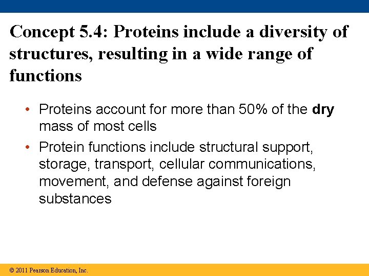 Concept 5. 4: Proteins include a diversity of structures, resulting in a wide range