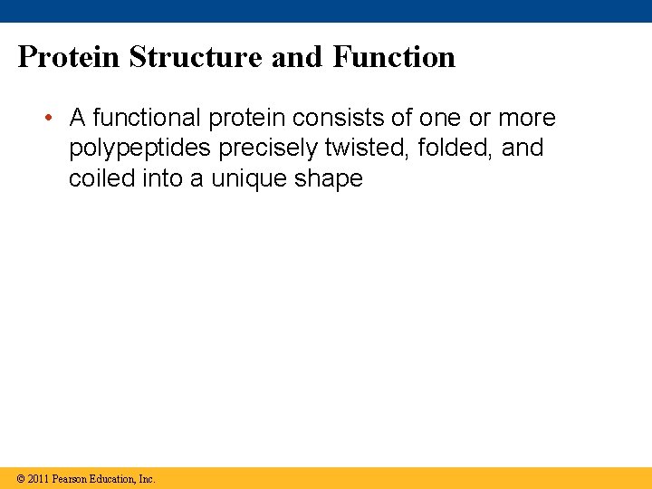 Protein Structure and Function • A functional protein consists of one or more polypeptides