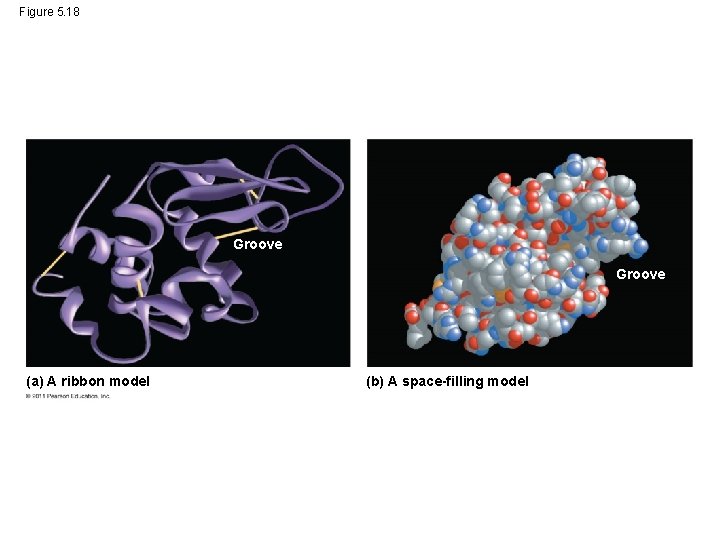 Figure 5. 18 Groove (a) A ribbon model (b) A space-filling model 