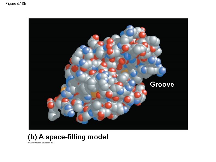 Figure 5. 18 b Groove (b) A space-filling model 