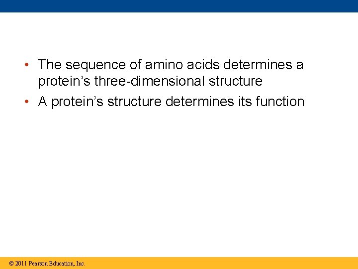  • The sequence of amino acids determines a protein’s three-dimensional structure • A