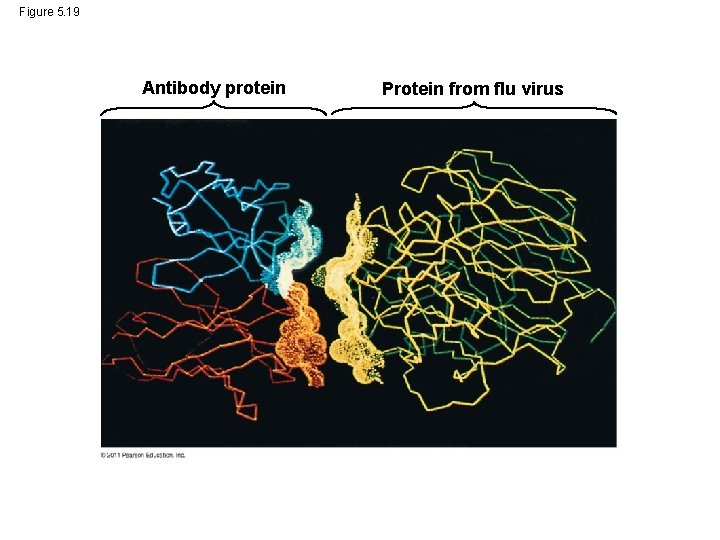 Figure 5. 19 Antibody protein Protein from flu virus 
