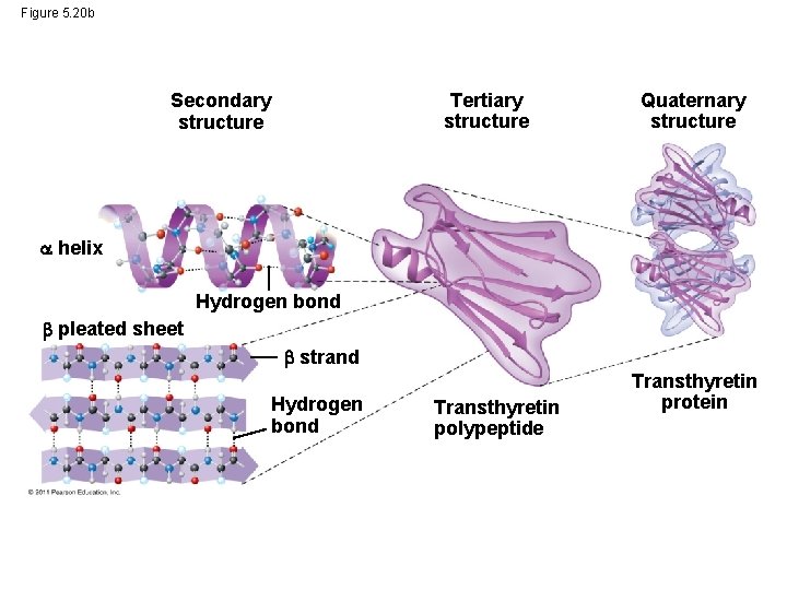 Figure 5. 20 b Tertiary structure Secondary structure Quaternary structure helix Hydrogen bond pleated