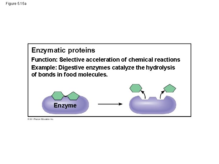 Figure 5. 15 a Enzymatic proteins Function: Selective acceleration of chemical reactions Example: Digestive