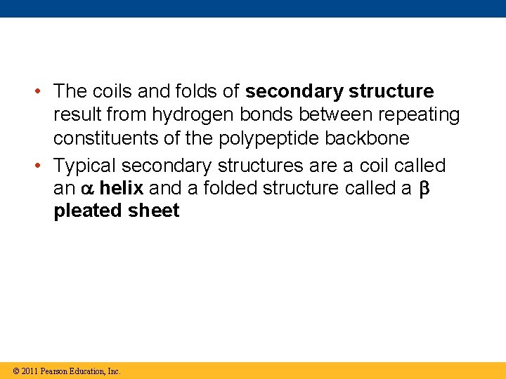  • The coils and folds of secondary structure result from hydrogen bonds between