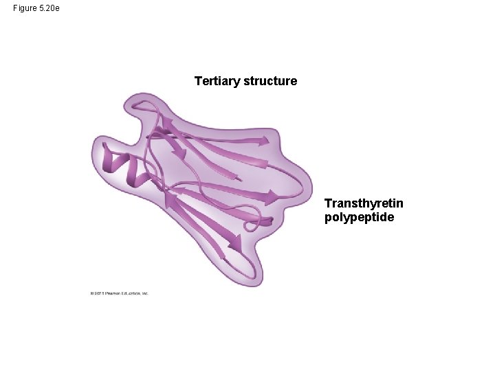 Figure 5. 20 e Tertiary structure Transthyretin polypeptide 