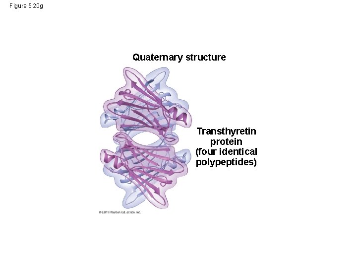 Figure 5. 20 g Quaternary structure Transthyretin protein (four identical polypeptides) 