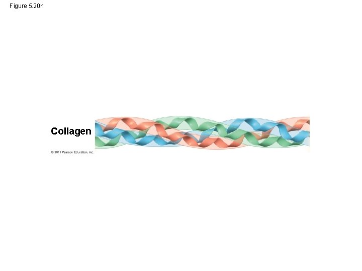 Figure 5. 20 h Collagen 