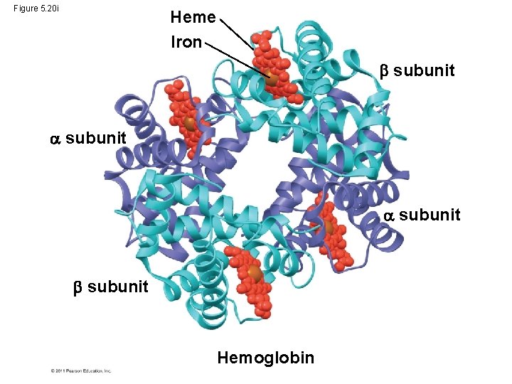 Figure 5. 20 i Heme Iron subunit Hemoglobin 