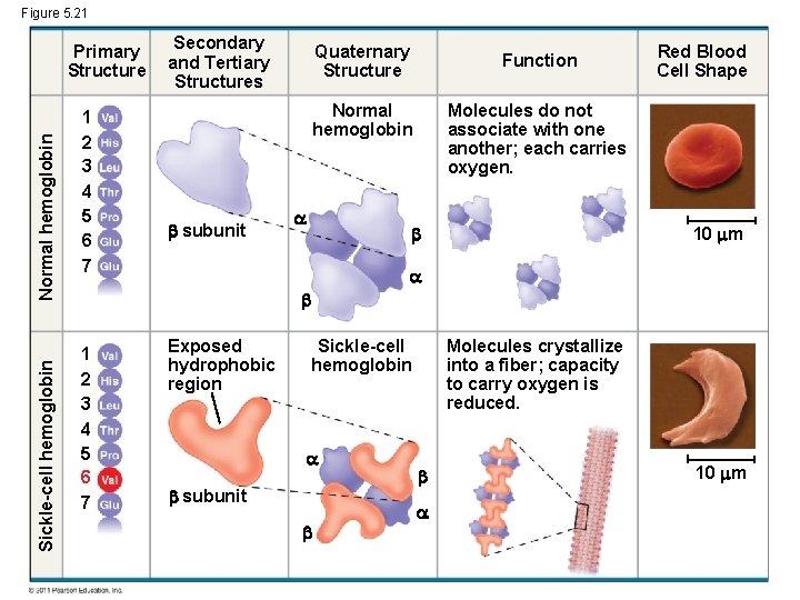 Figure 5. 21 Sickle-cell hemoglobin Normal hemoglobin Primary Structure 1 2 3 4 5