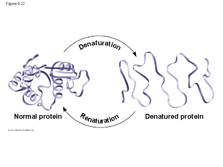 Figure 5. 22 aturat ion n e D Normal protein Re naturat ion Denatured