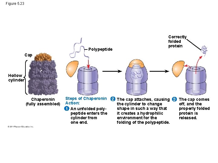 Figure 5. 23 Polypeptide Correctly folded protein Cap Hollow cylinder Chaperonin (fully assembled) Steps